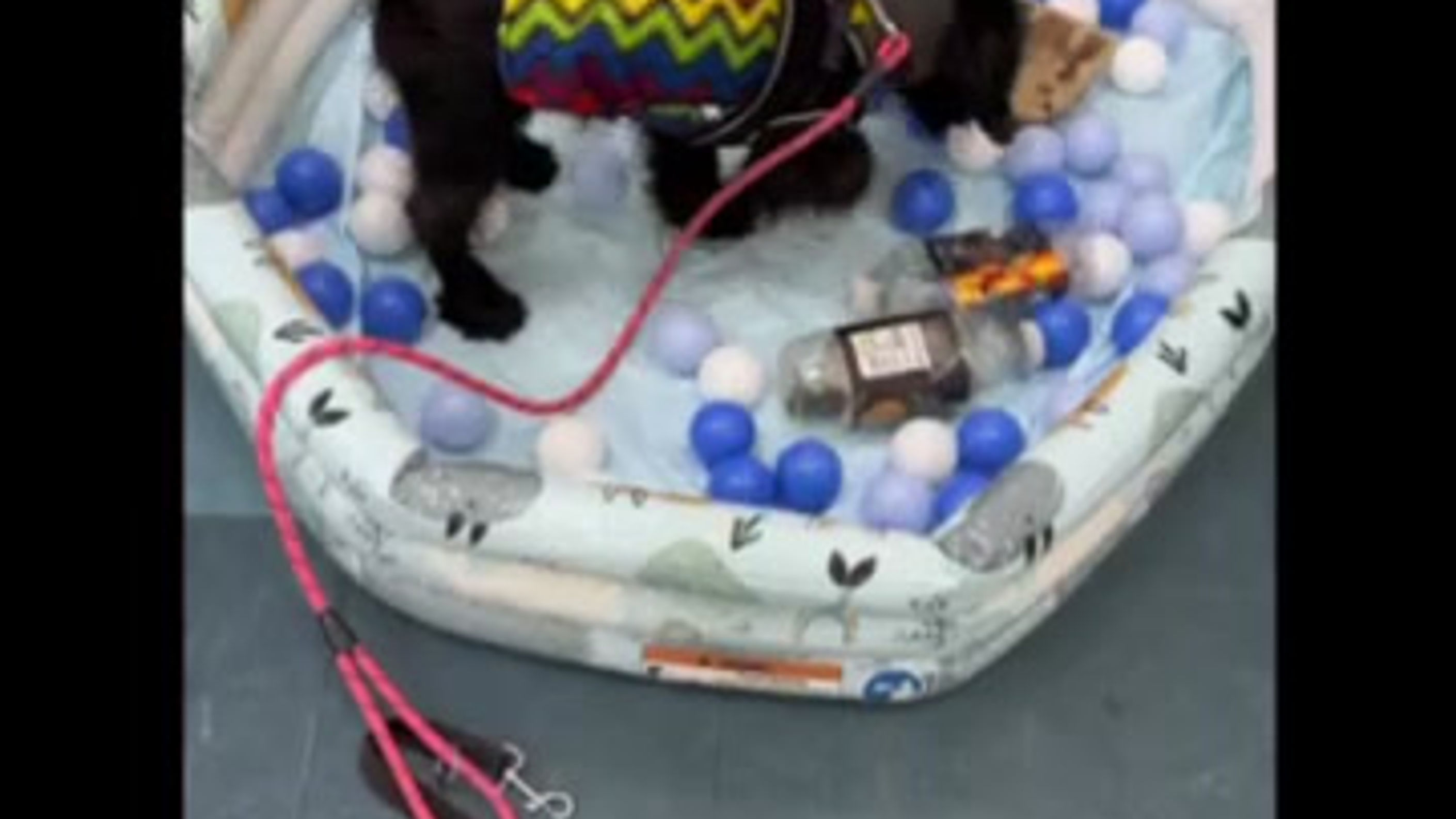 Puppy Classes
